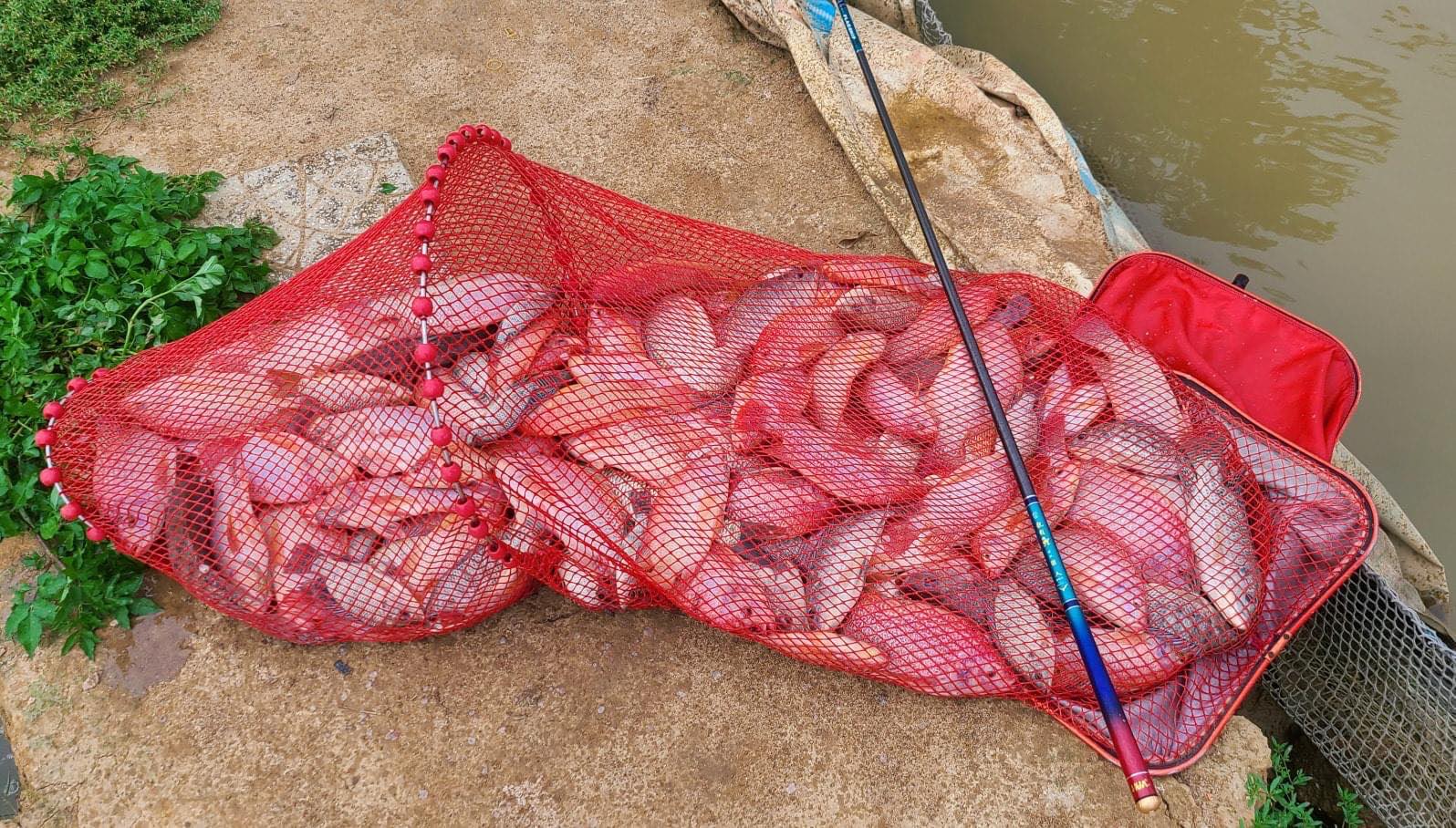 Chiều Dài Của Cần Câu Tay Ảnh Hưởng Đến Lượng Cá - Vietnam Fishing