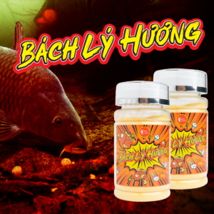Bộ Tinh mùi câu cá Chép Kim Long - Chuyên câu cá chép – Han